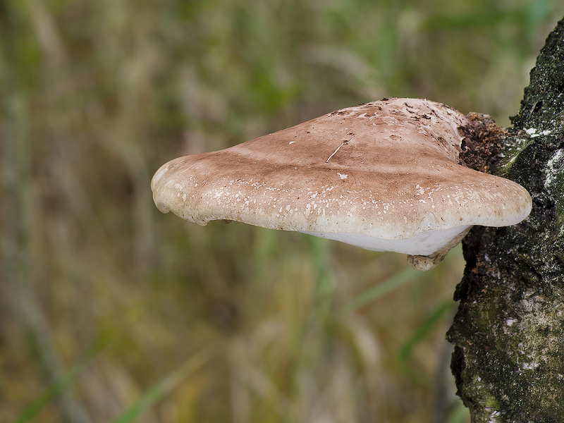 Piptoporus betulinus